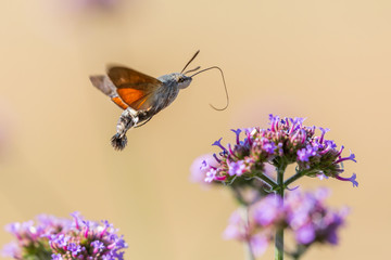 closeup of a hummingbird hawk-moth 03