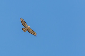 buzzard flying against a blue sky