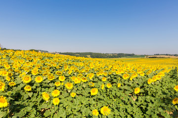 Obraz premium large field of sunflowers against a blue sky