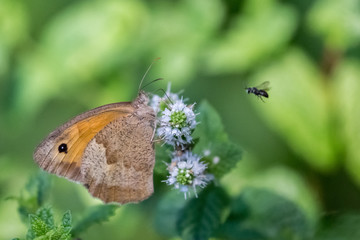closeup of a butterfly on a flower