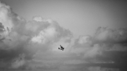 grainy picture of a dove in the clouds