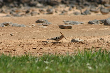 Hoopoe