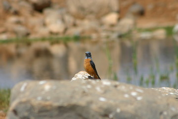 Rock Thrush