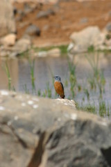 Rock Thrush