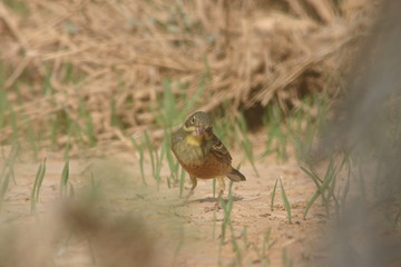 Ortolan Bunting