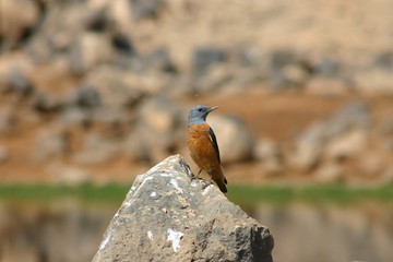 Rock Thrush