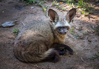 Obraz premium Bat eared fox.