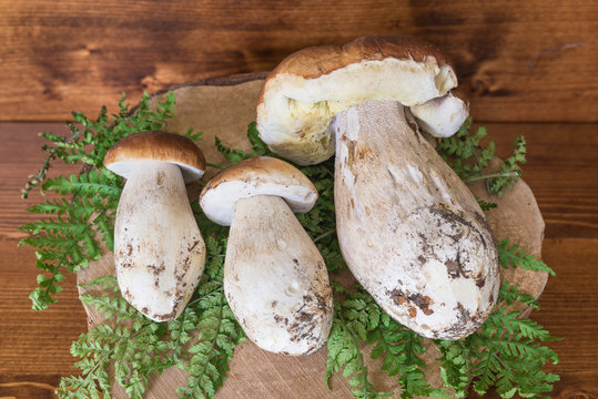 Porcini mushrooms on wooden background. Three Boletus edulis, excellent edible mushrooms