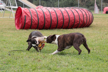 Perros jugando y corriendo en el césped