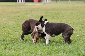 Perros jugando y corriendo en el césped