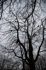 Tree branches on a moody, cloudy day