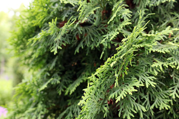 thuja