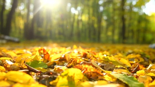 Autumn scene. Falling colorful leaves in autumnal park. Fall. Slow Motion. 3840X2160 4K UHD video footage