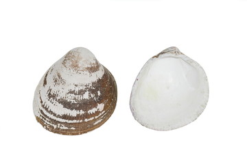 The Norwegian egg cockle shell Laevicardium crassum isolated on white background