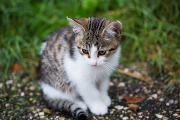 Babykatze auf der Wiese