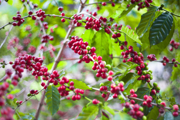 Coffee tree almost ripe then next step bring to roast