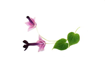 Flower leaf and bud from purple bell vine Rhodochiton atrosanguineum isolated on white background