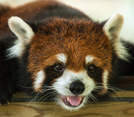 Ailurus fulgens.