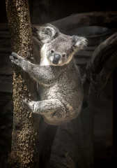 Foto auf Alu-Dibond Baby koala bear.  © apple2499