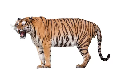 Gartenposter Tiger-Aktion auf weißem Hintergrund. © apple2499