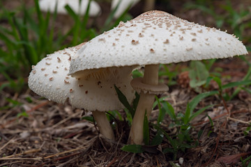 白い毒キノコが夏の終わりの湿度が高い日に庭に生育している。