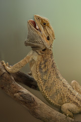 Bearded Dragon.