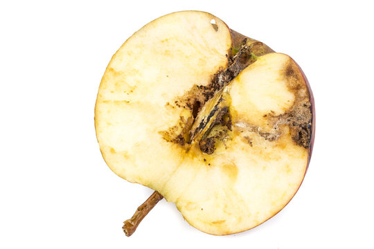 Close up Boring trace of a codling moth Cydia Pomonella, in a half wormy apple. On white background.