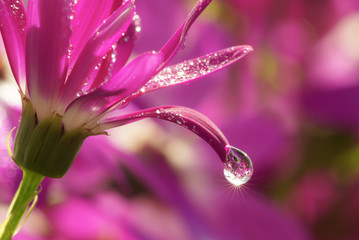 煌めく花