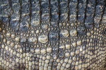 Crocodile skin texture.