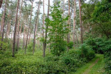 Fototapeta premium Spazierweg im Kieferwald