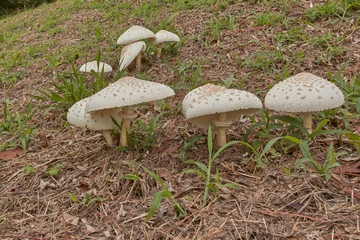 白い毒キノコが夏の終わりの湿度が高い日に庭に生育している。