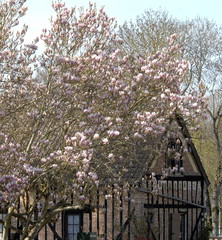 Magnolias et Prunus devant une maison à colombages, ville de Rugles, département de l'Eure, Normandie, France