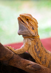 Bearded Dragon.