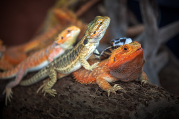 Bearded Dragon.