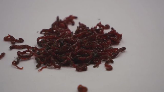 Bloodworms - best live bait for ice fishing .