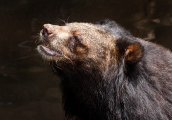 Ursus thibetanus.