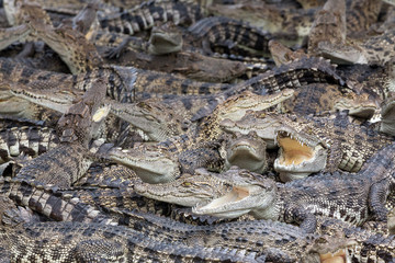 Wildlife crocodile.