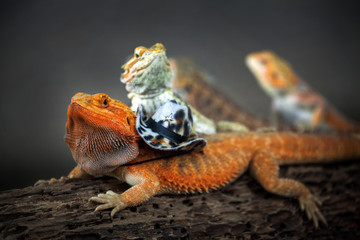 Bearded Dragon