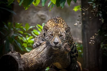 Runde Wanddeko Tieren Leopard im Baum