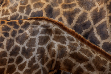 Giraffe skin.