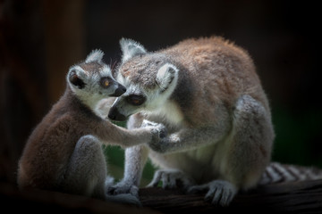 Ring-tailed lemurs (Lemur catta) huddle together on a cold autumn morning to stay warm