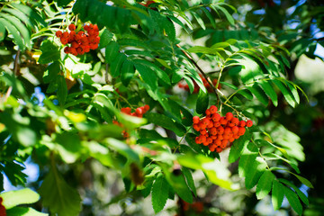 Bright rowan berries on a tree. Rowan berries in sunlight. Orange berries on natural background.