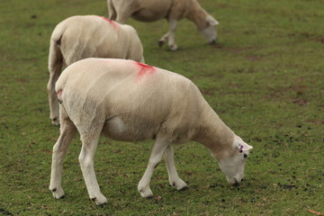 Fototapeta premium shaved sheep