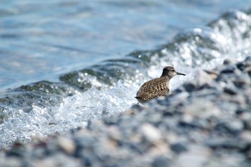 The shore of Lake Baikal