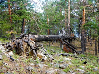 Fallen tree on the shore of Lake Baikal