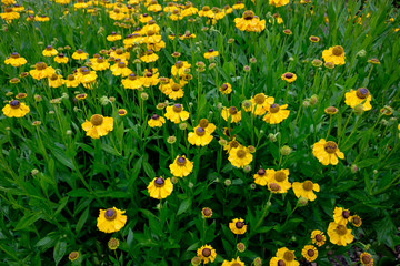 Fototapeta premium Blumenwiese