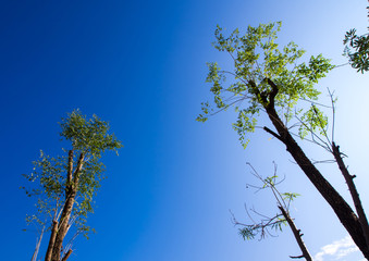 Bright leaves on blue sky and sunlight background