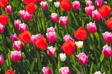 Garden of red and pink tulips in Brussels Belgium