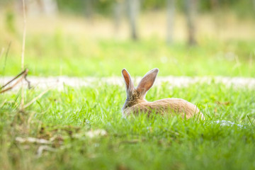 Rabbit hiding in green grass in the spring