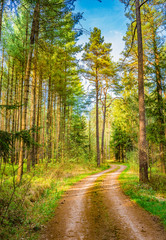 Grün Kiefer Wald Bäume mit Weg Natur Himmel Blau Sonnig
